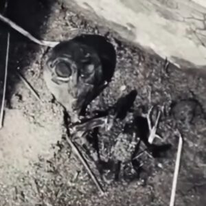 Video: Alien Body Allegedly Found in Bolivia