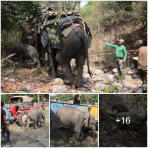 Heartbreaking Moment Baby Elephant Refuses To Leave dead Mum’s Side And Even Tries To Nudge Her Awake With Its Trunk