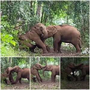 Tow Baby Elephants Fighting Each Other Over The Head With Their Trunks