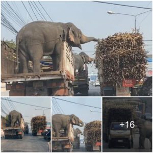 Snack-Happy Elephants Reach Out To Gorge Themselves On Sugar Cane When Their Open-Top Trailers Stop At A Junction Next To A Lorry Full Of The Crop