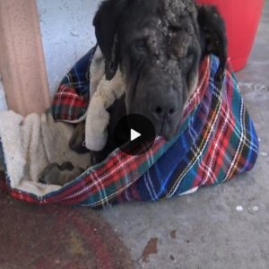 A Woman’s Compassion: Witness the Heartwarming Transformation of a Homeless Dog into a Beautiful Puppy.