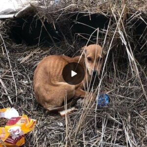 Unlikely Heroes: Abandoned Dog and Kittens Rescued from Sewer, Fighting Together for Survival.