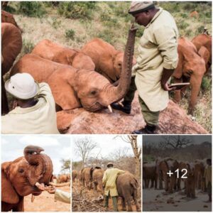 Touching Photos Show Deep Bond Between Orphaned Elephants And Their Caretakers