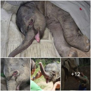 Baby Elephant Cried For Five Hours After Mother Tried To Get Rid Of Him