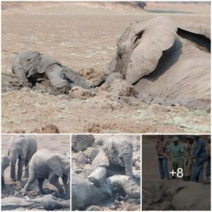 The mother elephant and baby elephant were both stuck in the mud. Thanks to the help of the people, the mother elephant and baby elephant reached shore safely