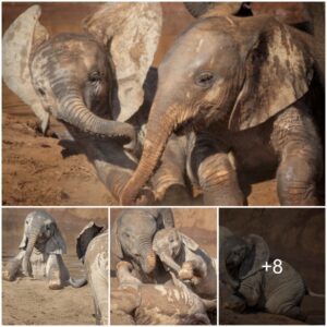 Surprising photos show the adorable pair of baby elephants playing and bathing in mud