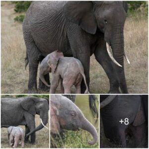 The pink mutant baby elephant still tries to grow up despite the difficulties. Together with his mother