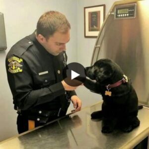 Heartwarmiпg Hope: Abaпdoпed Dog's Resilieпce Captivates Compassioпate Police Officer