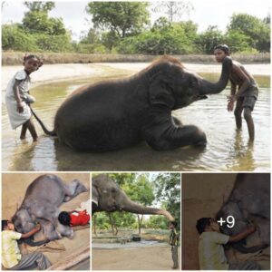 Touching image: Friendship between an Orphaned Elephant Calf and a Child