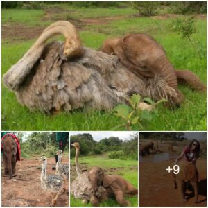 This Ostrich Snuggles Orphaned Elephants To Make Them Feel Better After Losing Their Moms At Orphaned Animal Sanctuary