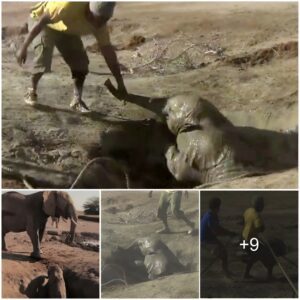 A baby elephant trapped in a well was successfully rescued by conservationists