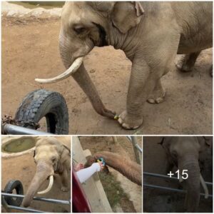 Best video you will see today: Elephant returns a shoe that a child dropped at the zoo