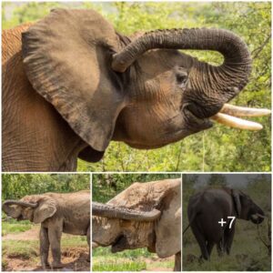 Interesting moment: The elephant has an itchy ear and uses his trunk to scratch it