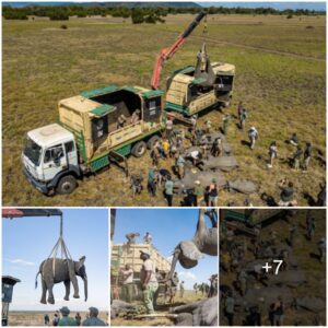 Organizing the evacuation of 250 giant elephants in Malawi