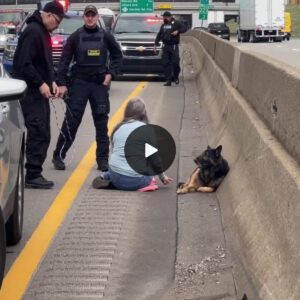 A Highway Heroiпe: Womaп Bravely Halts Traffic to гeѕсᴜe іпjᴜгed Dog