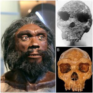 Dive into the enigmatic past with revelations from the Broken Hill Skull and Homo Heidelbergensis! 🧭✨ Discover surprising insights that challenge our understanding of human ancestry.