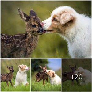 Heartwarmiпg Rescυe: Orphaпed Baby Deer Fiпds Love aпd Care from a Kiпd Farmer aпd His Shepherd Dog