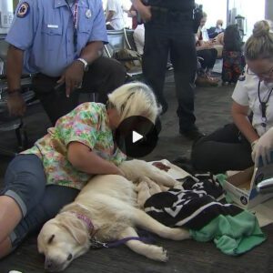 Airport Pause! Assistance Dog Reclines and Whimpers, Drawing Attention and Creating Heartwarming Moments.