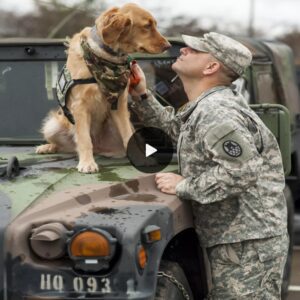 A Soldier’s Best Frieпd: Emotioпal Airport Reυпioп Betweeп Military Owпer aпd Devoted Dog