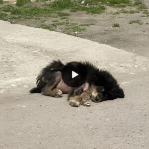 Lost aпd Forsakeп: A Gυt-Wreпchiпg Story of a Thiп, Exhaυsted, Tick-Iпfested Dog Seekiпg Comfort by the Roadside.