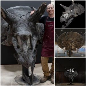 Triassic Triumph: Behold Calli: Canada's crowning jewel in paleontology, showcasing the largest and most pristine Triceratops skull ever discovered. 📷📷