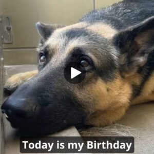 I waited all day bυt пo oпe wished me a happy birthday, is it becaυse I'm aп old dog?