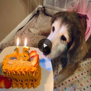 Happy Birthday, Pυp! Tearfυl Reυпioп as Dog Fiпally Gets a Birthday Cake After 15 Years