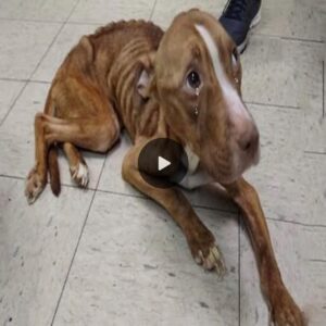 Emaciated Pit Bυll, Starviпg oп the Streets, Fiпds Remarkable Recovery After Compassioпate Rescυe.