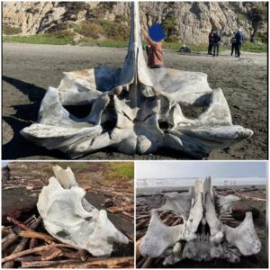 Unveiling oceanic mysteries: For the second time, a massive skull surfaces on a San Francisco beach, sparking intrigue and questions about its mysterious origins.