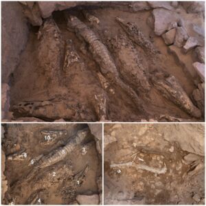 In 2019, archaeologists from the University of Jaén uncovered a remarkable find in an intact tomb at the Qubbet el-Hawa necropolis, across from Aswan. The tomb contained the mummified remains of ten crocodiles, consisting of five complete skeletons and five skulls.