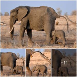 Funny moment: The baby elephant follows the mother elephant and the baby elephant's unpredictable ending