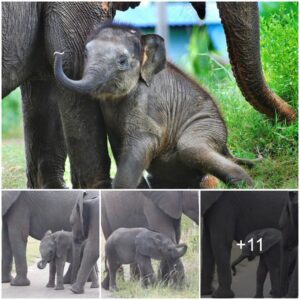 Get It Off My Face! An Adorable Baby Elephant Discovers His Trunk