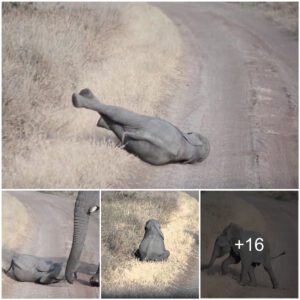 Video: baby elephant throwing a tantrum, so cute