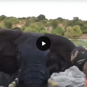 Making A Splash: Angry Elephant Charges Boat Full Of Tourists As They Observe From Close Up