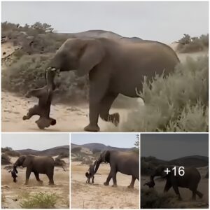 Grieving Elephant Carries Lifeless Body Of Her Calf Before Laying It To Rest In ‘Funeral Ceremony’