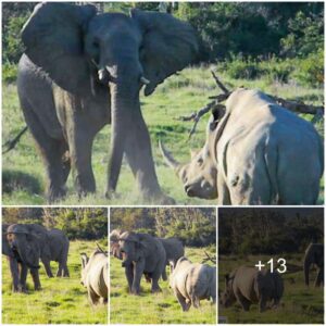 Who is the winner? Rhino attacks, elephant throws tree branches.