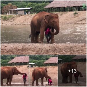 The Elephant kept checking to see if the Girl was safe, so cute !