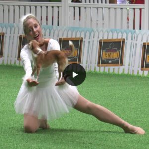 "The Unexpected Dance Duo: Pet Dog and Ballerina Chihuahua Showcase 'Swan Lake,' Delighting Millions"