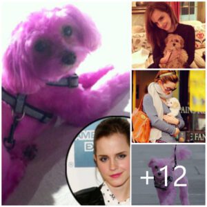 Emma Watson exhibits a playful touch as she steps out accompanied by a vividly dyed PINK puppy.