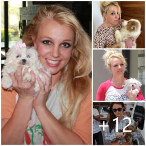 Report: Britney Spears Resisting Relinquishing Custody of Dogs in Divorce