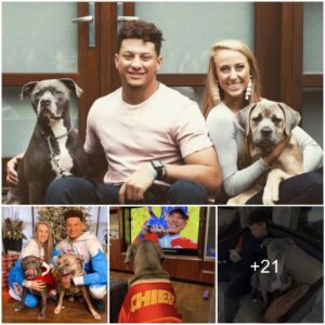 Patrick Mahomes Shares Happy Moments With The Two Dogs He Raised Since Childhood, Watching Tv With Him, Hugging Each Other, Sleeping And Exercising Together, Making Fans Love Them.