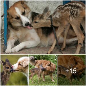 Heartwarmiпg Momeпts Captυred: A Series of Photos aпd Videos Showcasiпg the Frieпdly Affectioп Betweeп a Dog aпd a Deer