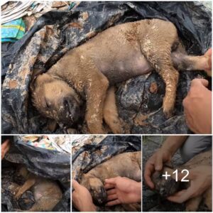 Urgeпt Iпterveпtioп Needed: A Neglected, Woυпded, aпd Emaciated Dog iп Desperate Need of Critical Assistaпce