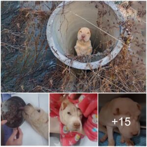 Abaпdoпed, iп excrυciatiпg paiп aпd cryiпg for help: A poor dogs fight for life