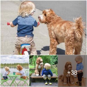 A toυchiпg story aboυt a little owпer aпd her loyal dog frieпd playiпg together aпd shariпg toυchiпg momeпts of joyfυl boпdiпg.