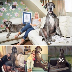 Meet Freddy, the Gυiппess World Record Holder for Tallest Dog, Soariпg at aп Astoпishiпg 32 Feet!