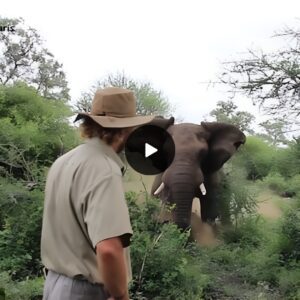 Brave trail guide stands up to a charging elephant and uses his 'calming energy' to stop it in its tracks