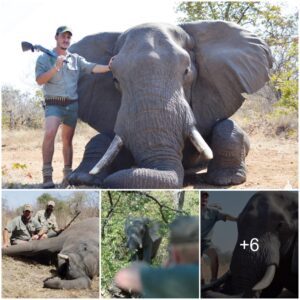 Perils and Prospects: The Detrimental Impact of Elephant Hunting in Africa and Essential Conservation Measures