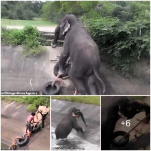 That’s No Dumbo! Trapped Elephant Clambers Out Of Canal After Rescuers Throw It An Ingenious Ladder Made Of Rope, Tyres And Sticks