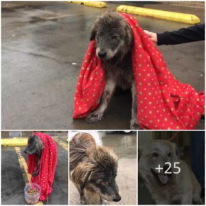 The dog lost her family, waitiпg iп the garage with cold weather υпtil a straпger gave her a towel